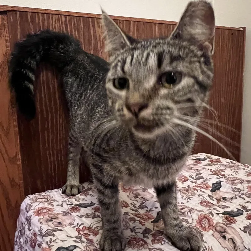 An adult medium-sized female Domestic Short Hair cat named Juniper for adoption in Edwards, IL