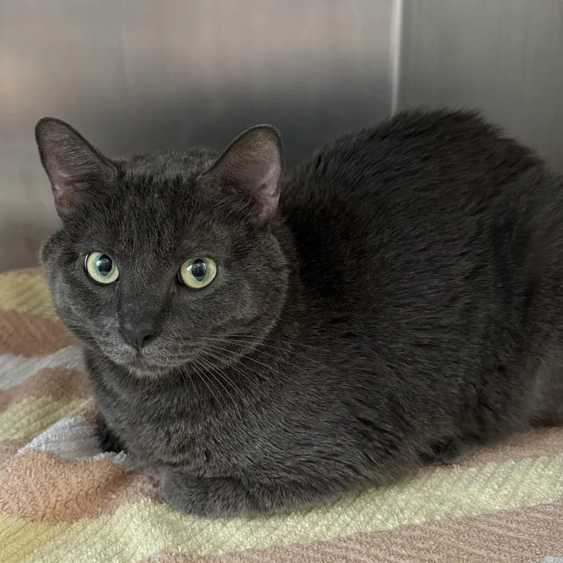 An adult large-sized male Domestic Short Hair cat named Christmas for adoption in Council Bluffs, IA