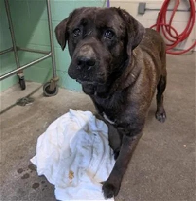 An adult large-sized female Cane Corso dog named Ember for adoption in Sacramento, CA
