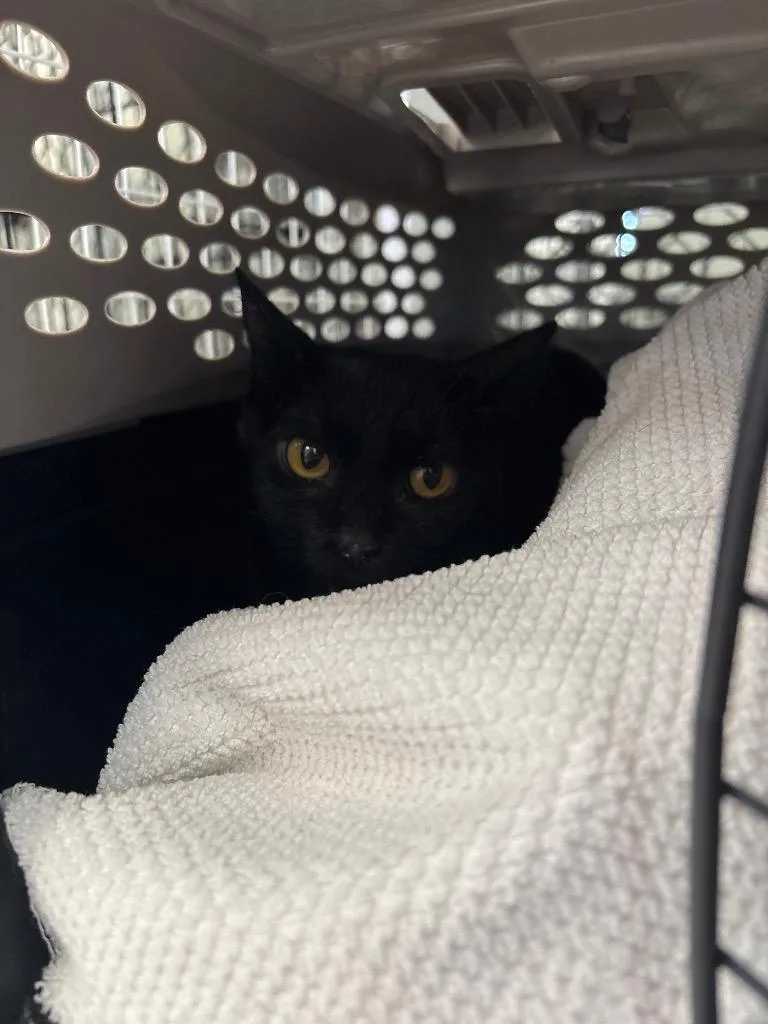A young medium-sized female Domestic Short Hair cat named Trina for adoption in Peoria, AZ