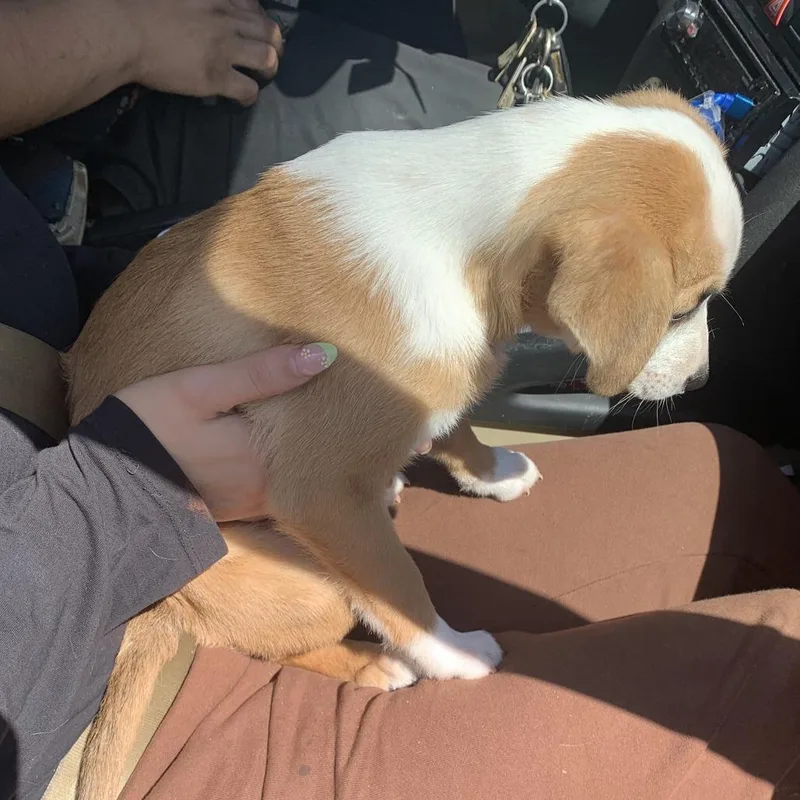 A baby small-sized female Brown / Chocolate Mixed Breed dog named Maybelline for adoption in Asheville, NC