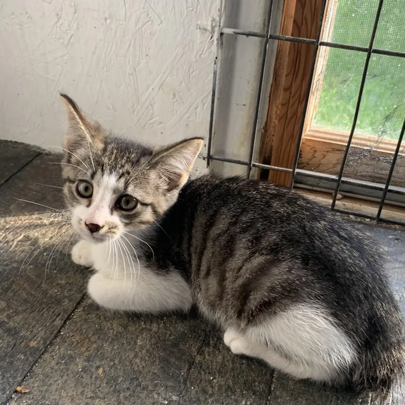 A baby small-sized male Gray / Blue / Silver Domestic Short Hair cat named Sweet Pea Estep for adoption in Woodstock, VA