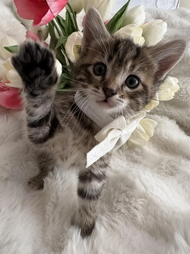 A baby small-sized female Domestic Short Hair cat named Teddy for adoption in McPherson, KS