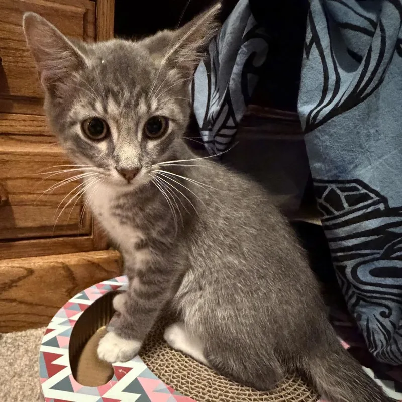 A baby small-sized male Gray / Blue / Silver Domestic Short Hair cat named Mouse for adoption in Springfield, IL