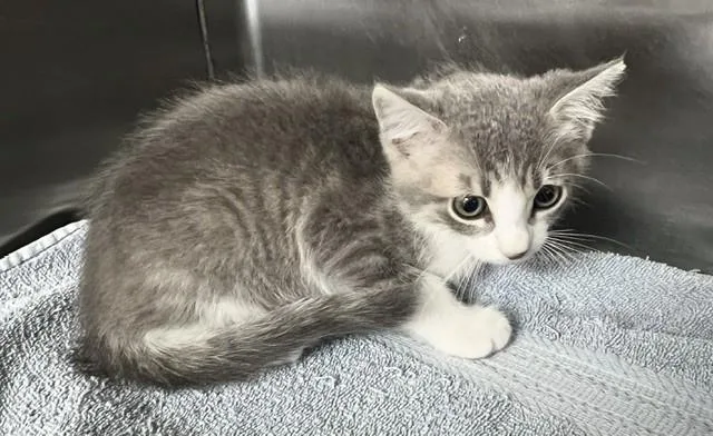 A baby small-sized male Domestic Short Hair cat named Romeo for adoption in Norco, CA