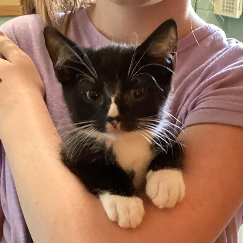 A baby small-sized male Black Domestic Short Hair cat named Flower for adoption in Pittsford, VT