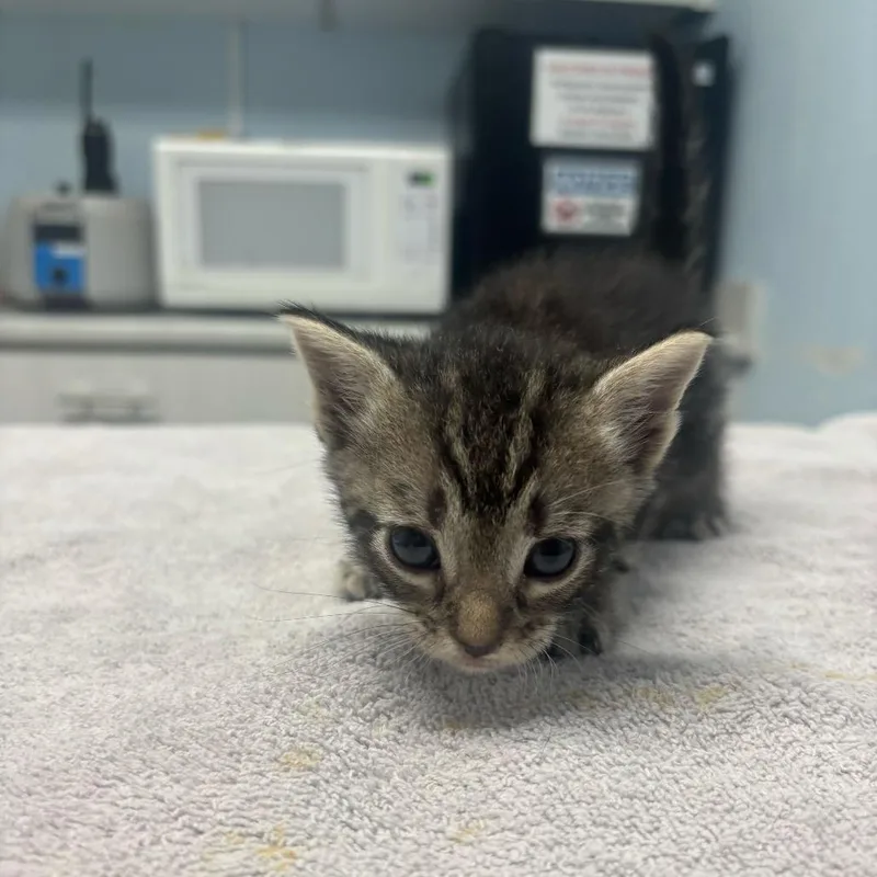 A baby medium-sized male Domestic Short Hair cat named Jelly Bean for adoption in Riverside, CA