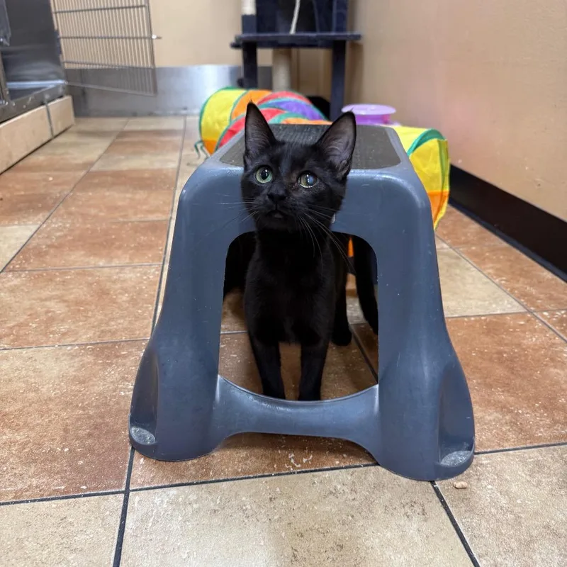 A young medium-sized female Black Domestic Short Hair cat named Duchess for adoption in Hemet, CA