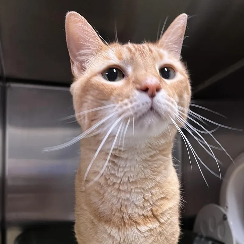 A senior medium-sized male Orange / Red Domestic Short Hair cat named Jim for adoption in York, PA
