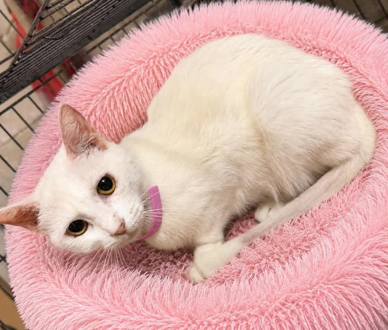 A young small-sized female Domestic Short Hair cat named Snow for adoption in Grand Bay, AL