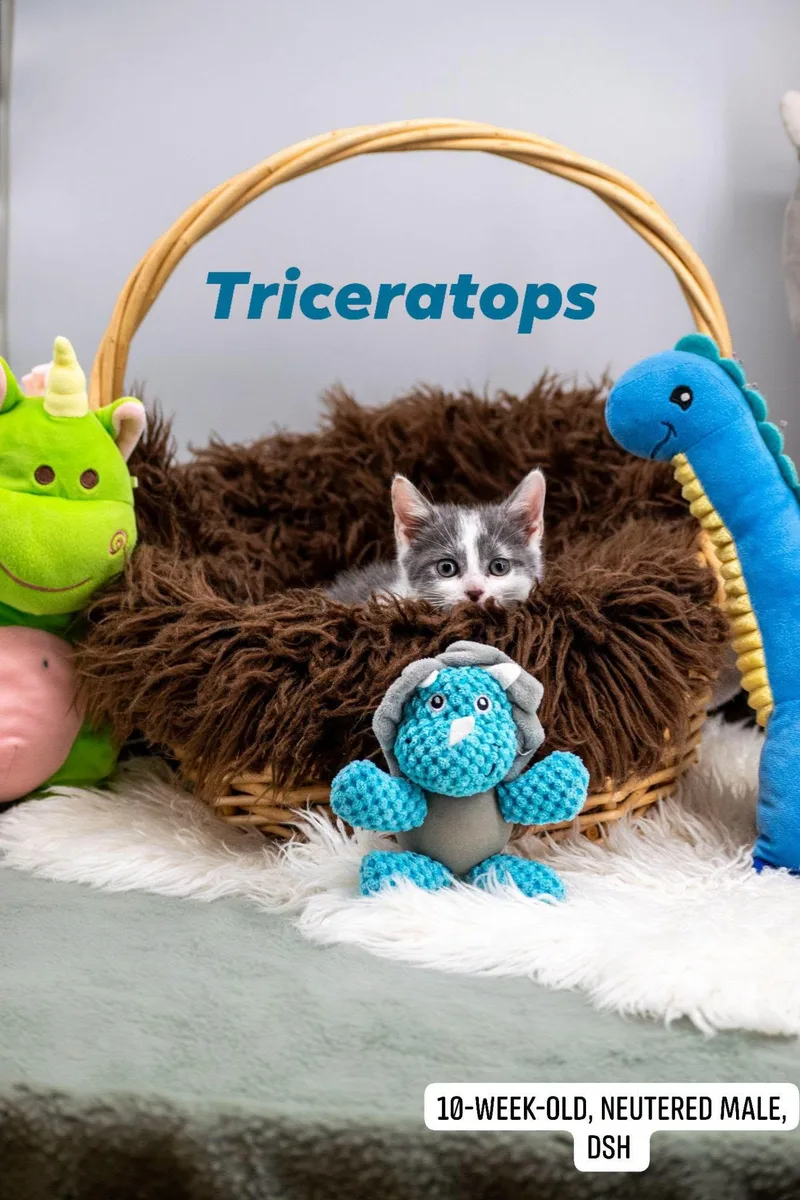 A baby small-sized male Gray & White Domestic Short Hair cat named Triceratops for adoption in Sevierville, TN