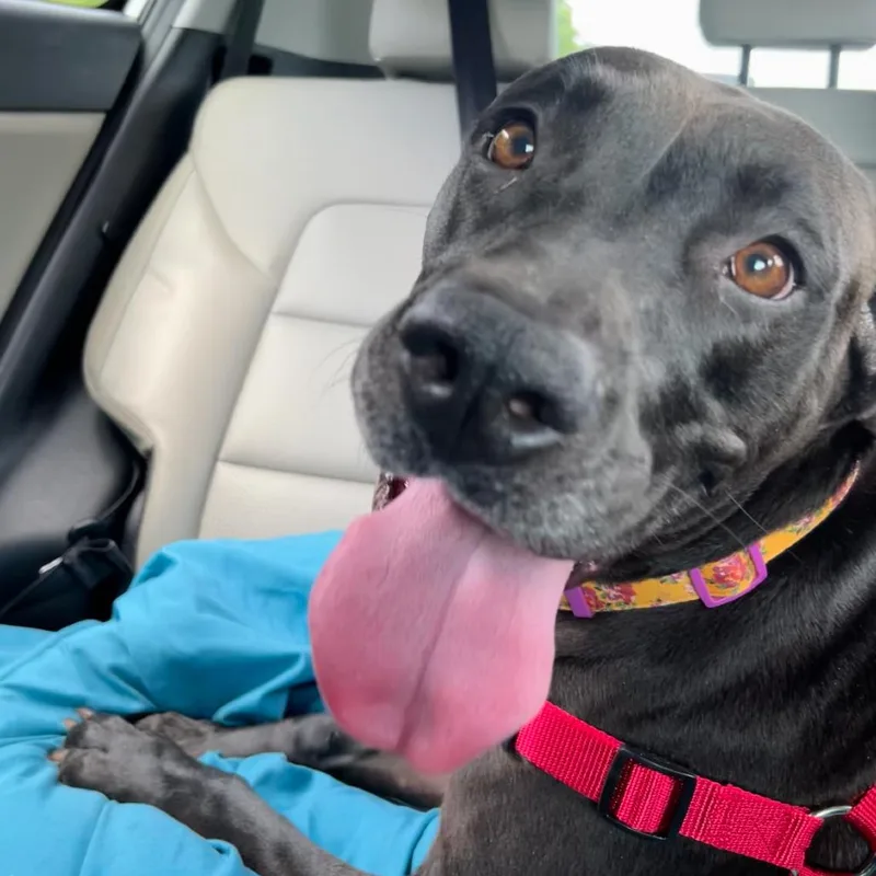 An adult medium-sized female Black Labrador Retriever dog named Dixie for adoption in Verona, VA