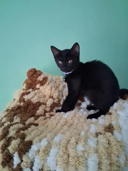 A baby medium-sized female Domestic Short Hair cat named Hubble for adoption in Savannah, GA