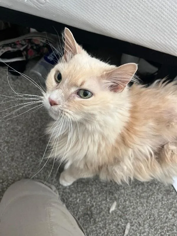 An adult large-sized male Orange / Red Domestic Long Hair cat named Jack Jack for adoption in Fruit Heights, UT