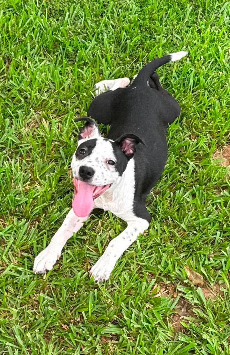 A baby medium-sized female Mixed Breed dog named Billie Jean for adoption in Northwood, NH