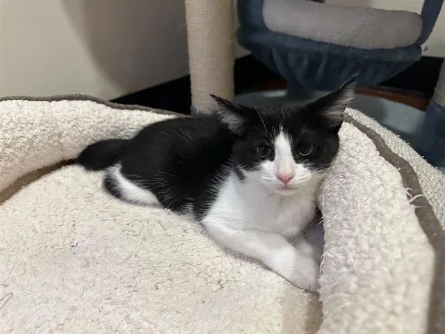 A baby small-sized female Domestic Short Hair cat named Lo for adoption in Santa Clara, CA