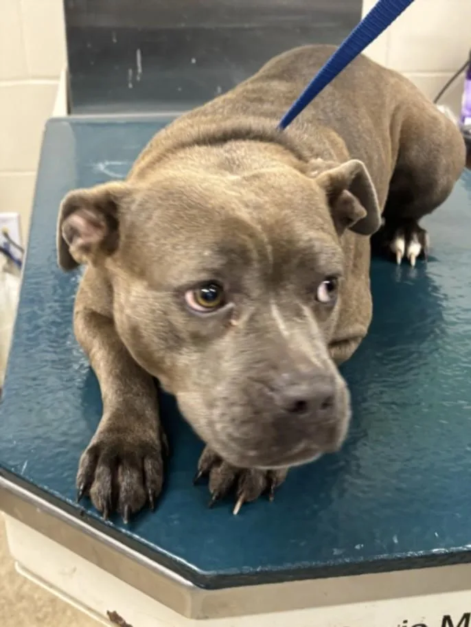 A young medium-sized female American Bulldog dog named Chess for adoption in Mobile, AL