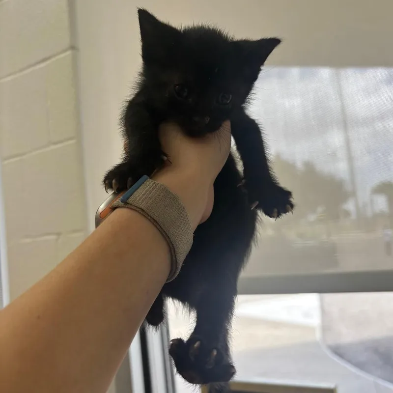 A baby small-sized male Black Domestic Short Hair cat named Cola for adoption in Corpus Christi, TX