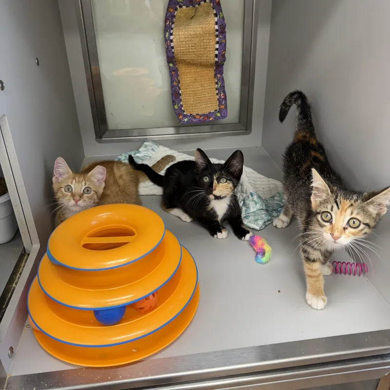 A baby medium-sized female Orange / Red Domestic Short Hair cat named Cheeseball Snickerdoodle & for adoption in Miami Beach, FL
