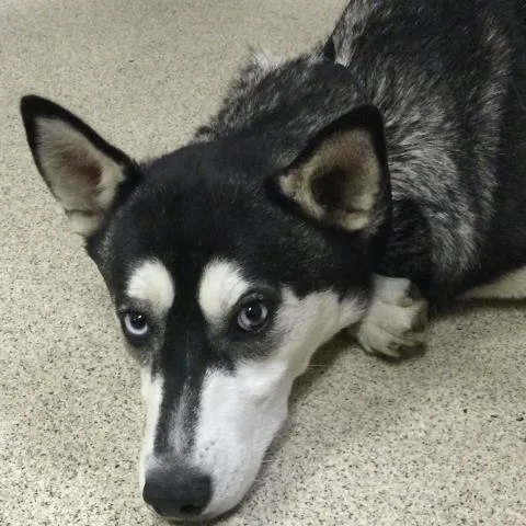 A young medium-sized female Siberian Husky dog named Everest for adoption in Riverside, CA