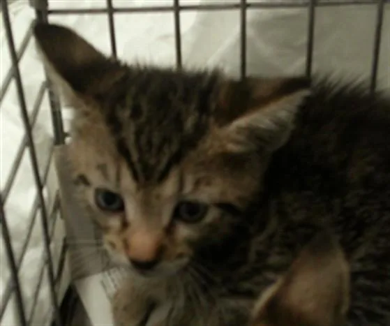 A baby small-sized female Domestic Short Hair cat named Henrina for adoption in Fort Lauderdale, FL