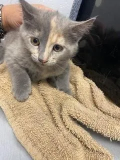 A baby small-sized female Domestic Short Hair cat named Aphrodite for adoption in Saint Cloud, FL