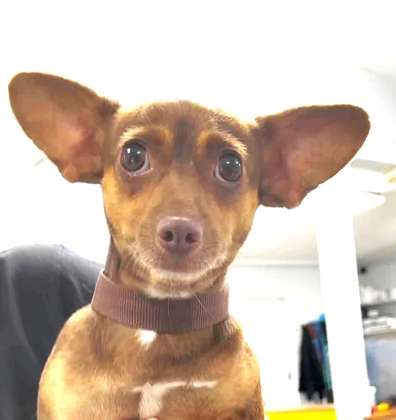 An adult small-sized male Chihuahua dog named Happy Jose for adoption in Reston, VA