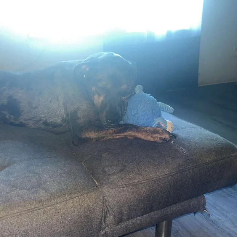 An adult medium-sized male Brindle Catahoula Leopard Dog dog named Braxton for adoption in Hope Mills, NC