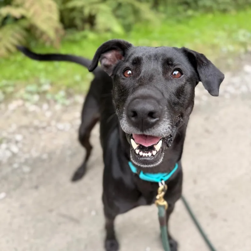 An adult large-sized male Black German Shepherd Dog dog named Stewie for adoption in Bellingham, WA