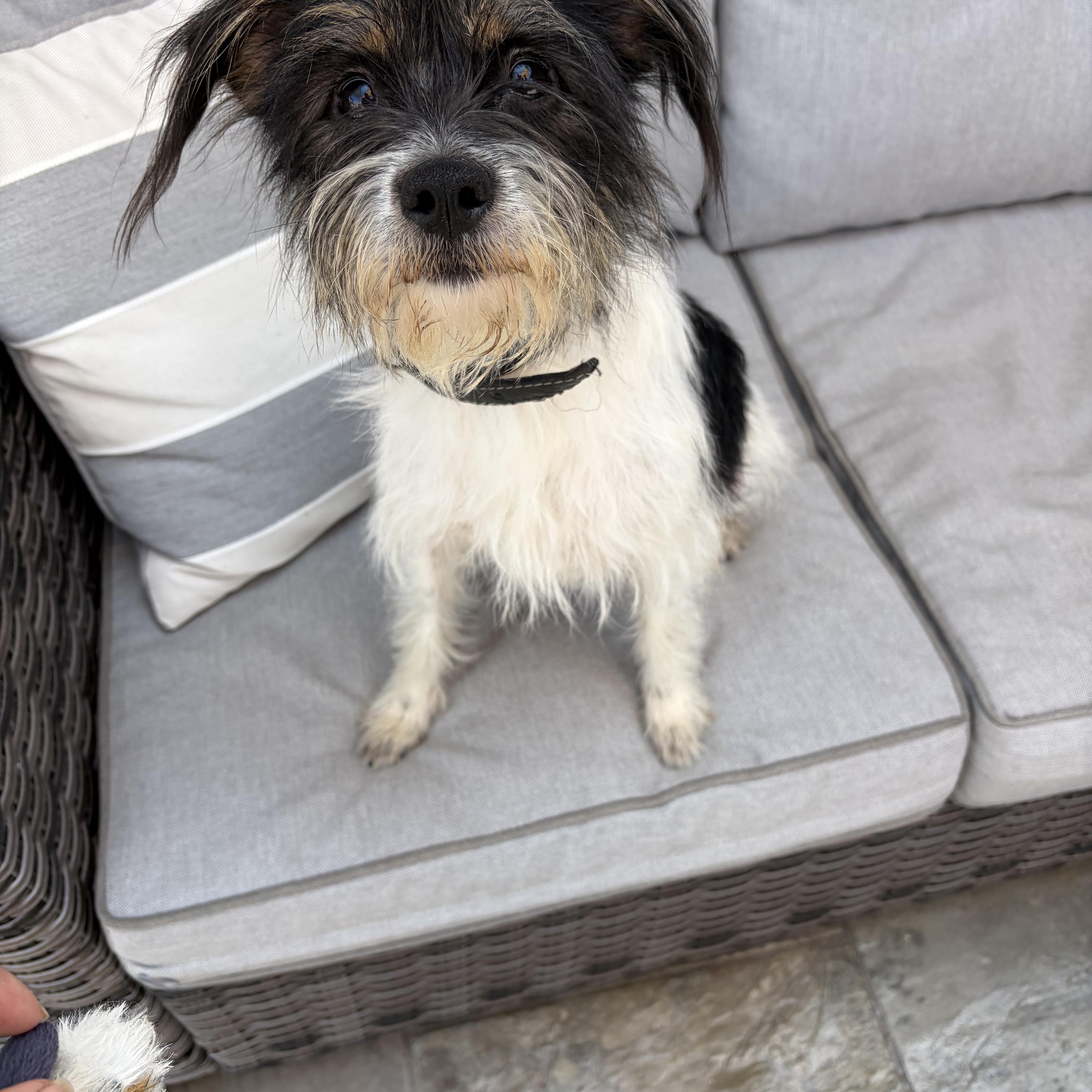 A young small-sized female Tricolor (Brown, Black, & White) Border Terrier dog named Mia for adoption in Poway, CA