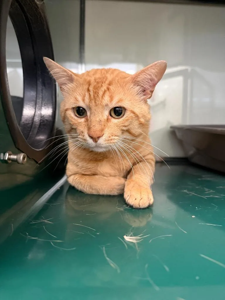 An adult medium-sized male Domestic Short Hair cat named Thomas for adoption in Little Elm, TX