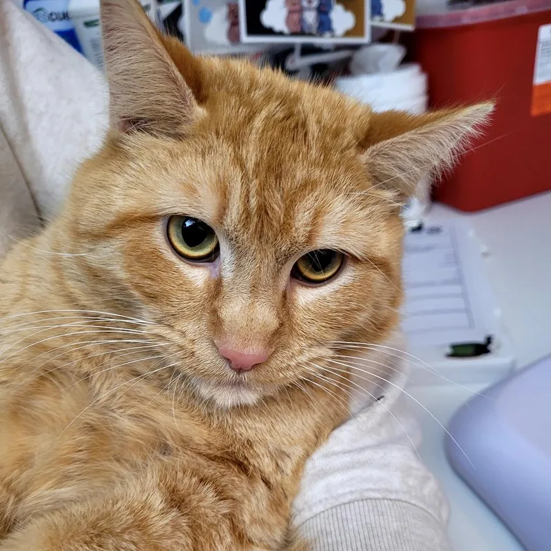 A young medium-sized male Domestic Short Hair cat named Cooper for adoption in Allyn, WA