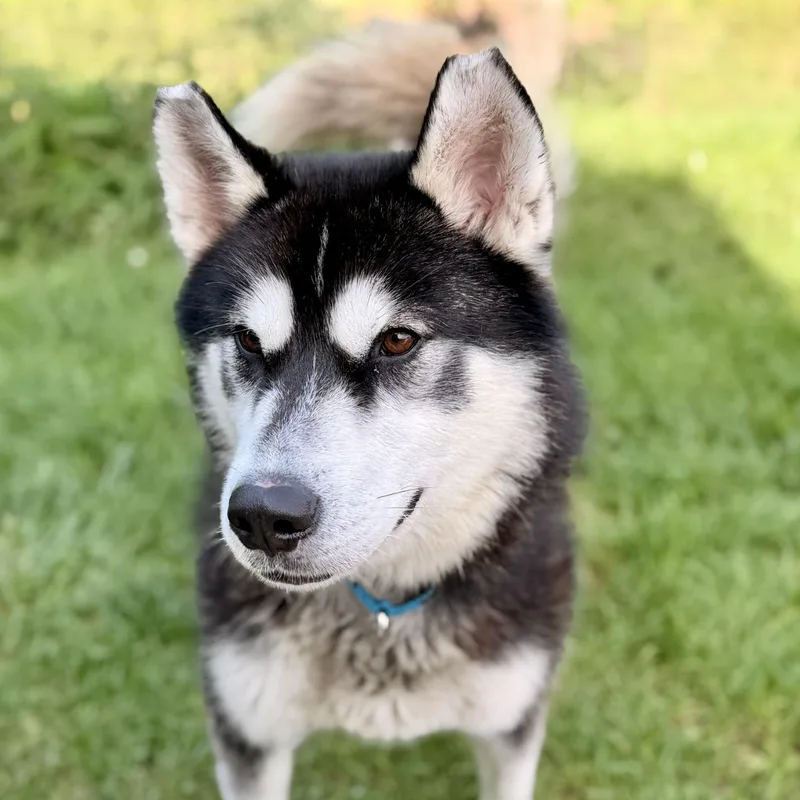 An adult large-sized male Black Siberian Husky dog named Maverick for adoption in Manahawkin, NJ