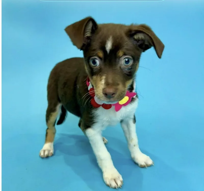 A baby small-sized female Brown / Chocolate Australian Shepherd dog named Jilly Boo for adoption in Alvin, TX