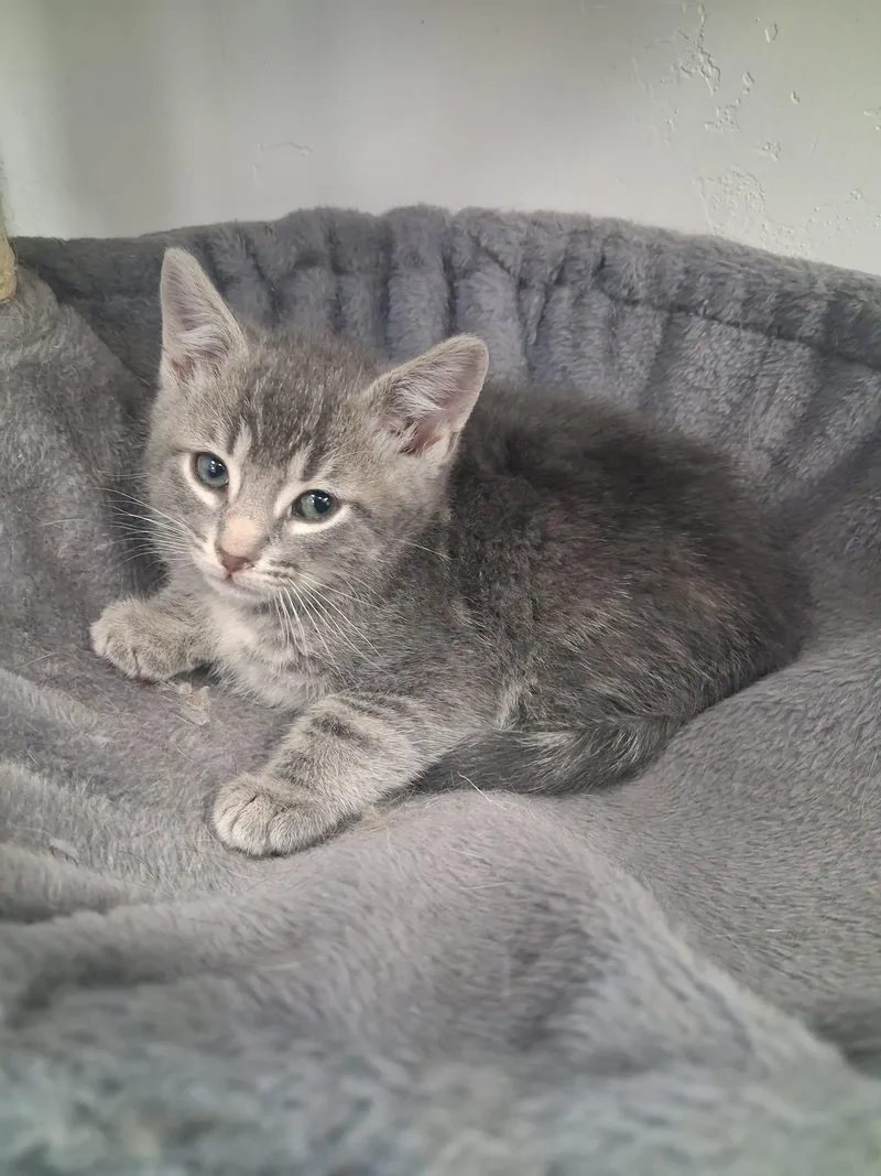A young medium-sized male Tabby (Gray / Blue / Silver) Domestic Short Hair cat named Perseus for adoption in Roosevelt, UT