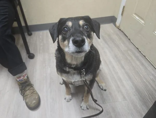 A senior large-sized male Shepherd dog named Chute for adoption in Oceanside, CA