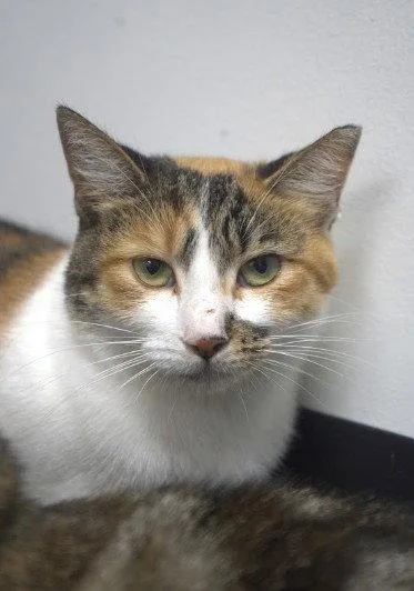 A young medium-sized female Domestic Short Hair cat named Shermie for adoption in Herndon, VA