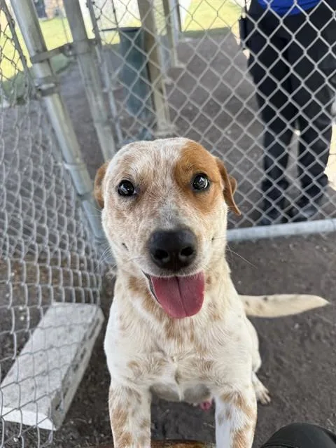 A young medium-sized male Australian Cattle Dog / Blue Heeler dog named Odie for adoption in Corpus Christi, TX