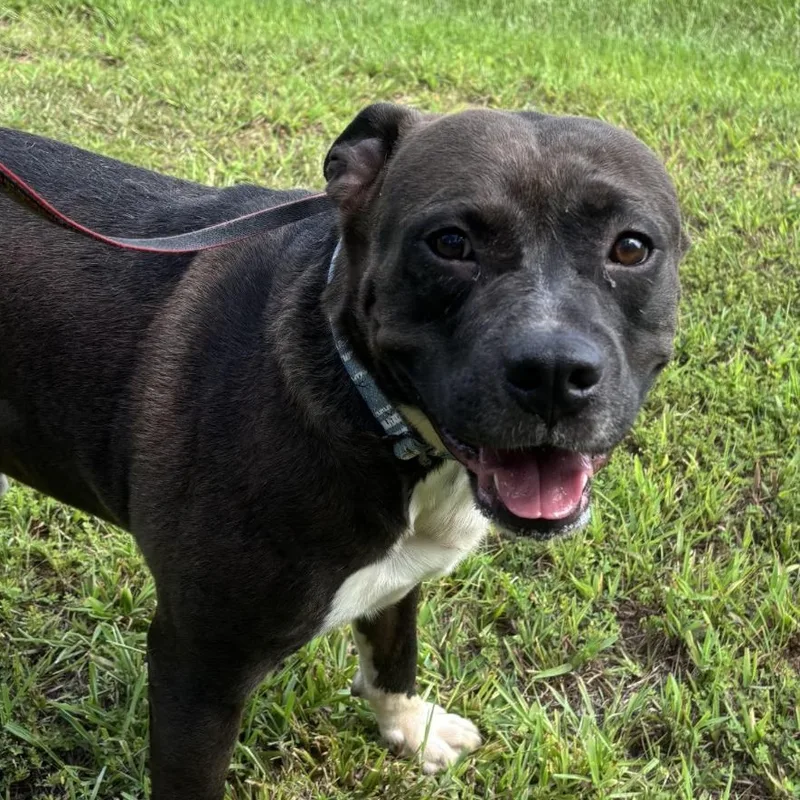 A young medium-sized male Black American Bulldog dog named Brutus for adoption in Andover, MA