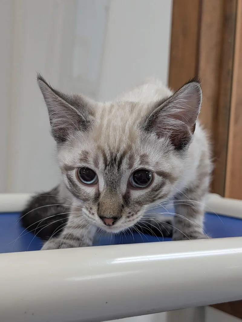 A young small-sized female Gray / Blue / Silver Domestic Short Hair cat named Frosted Flake for adoption in Decatur, IL