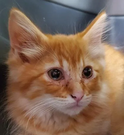 Captain Floof