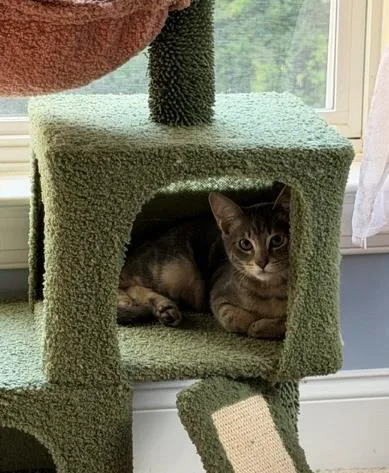 A baby small-sized male Domestic Short Hair cat named Frankie Fettuccine for adoption in Charlotte, NC