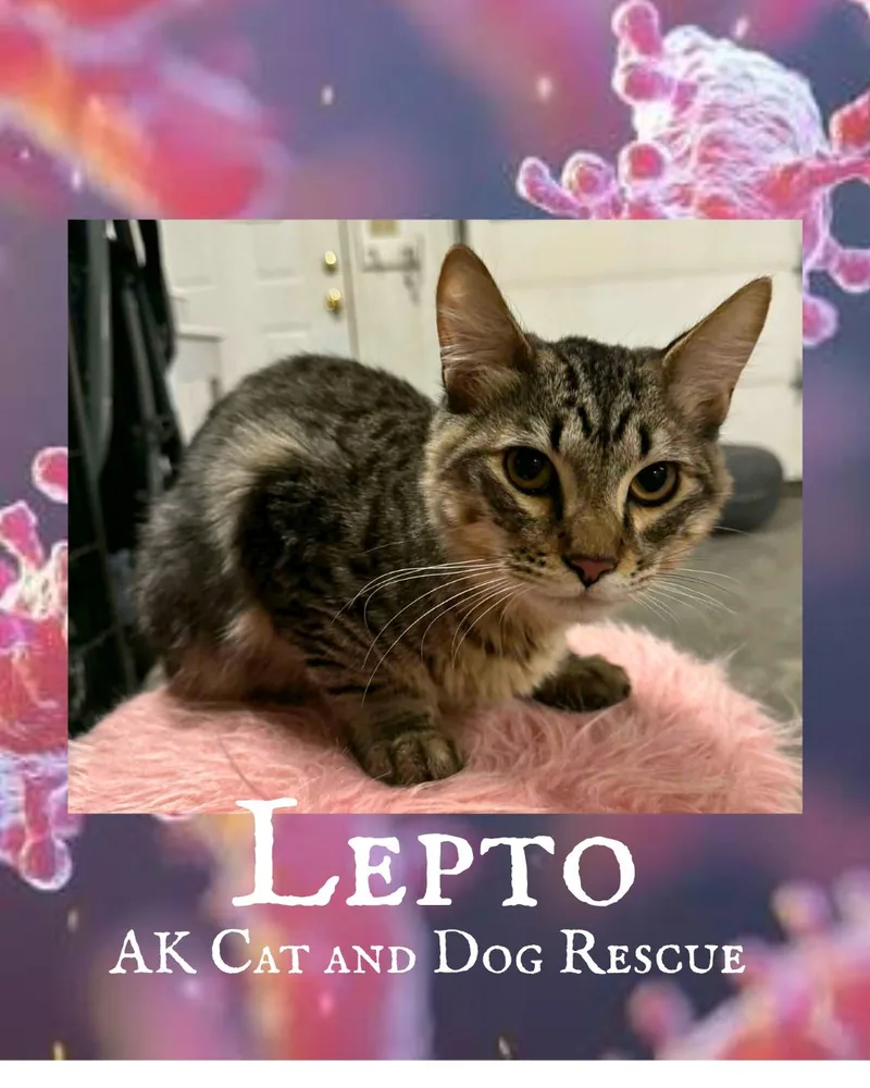 Lepto