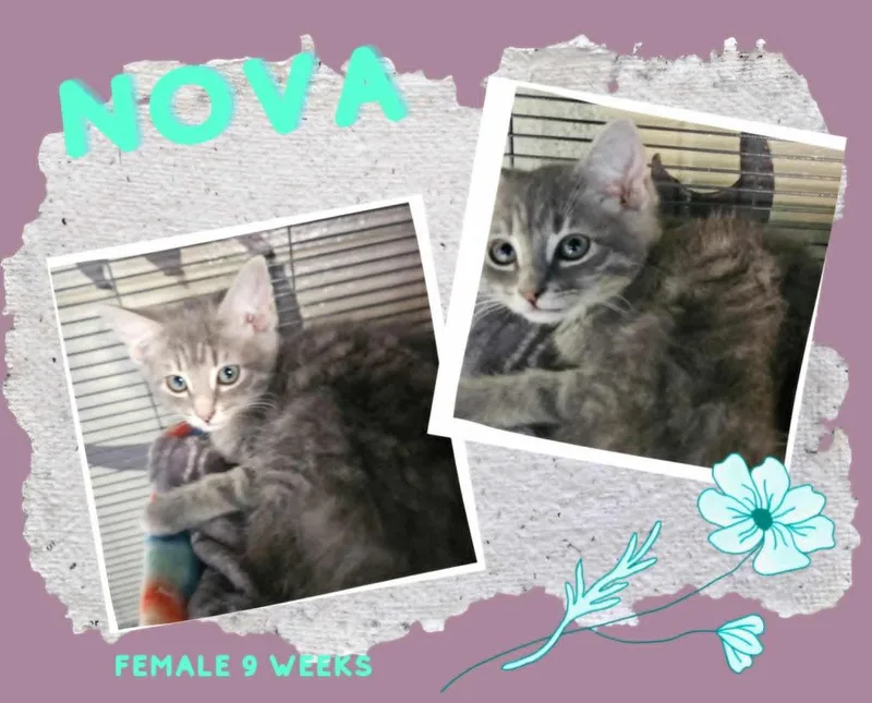 Nova
