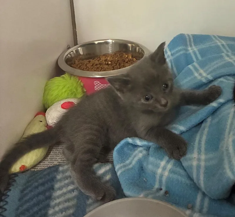 A baby medium-sized male Gray / Blue / Silver Domestic Short Hair cat named Trouble for adoption in Mason City, IA