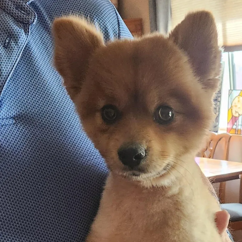 A young small-sized male Pomeranian dog named Tom for adoption in Tucson, AZ
