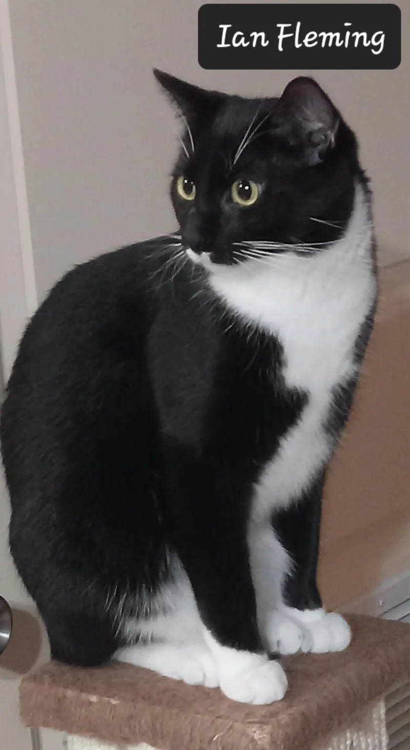 A young medium-sized male Black & White / Tuxedo Domestic Short Hair cat named Ian Fleming for adoption in Grifton, NC