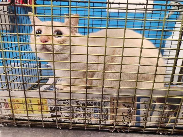 A young medium-sized female Domestic Short Hair cat named Sierra for adoption in San Antonio, TX