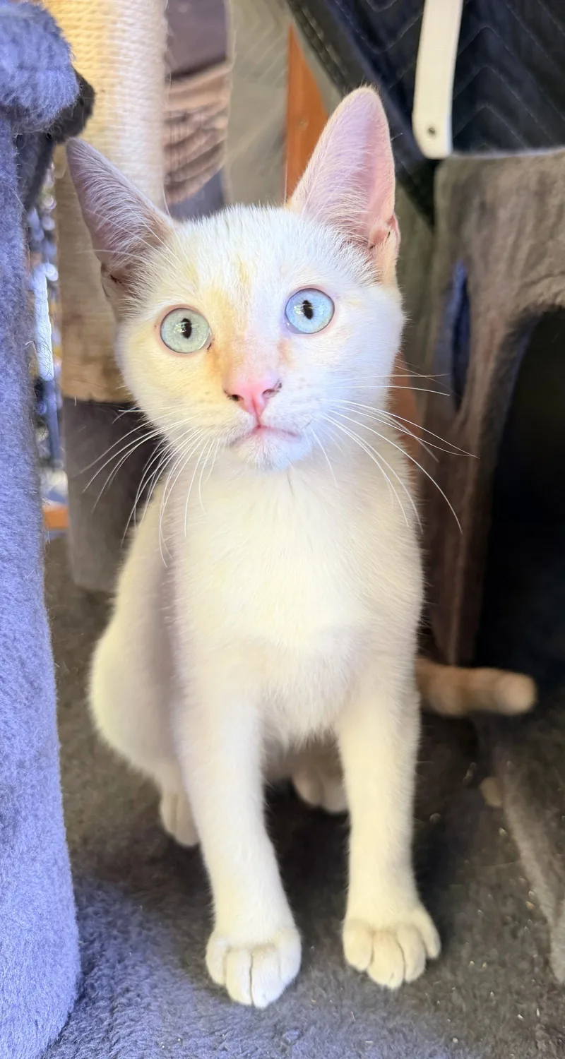 A baby medium-sized male White Domestic Short Hair cat named Snowflake for adoption in San Jose, CA