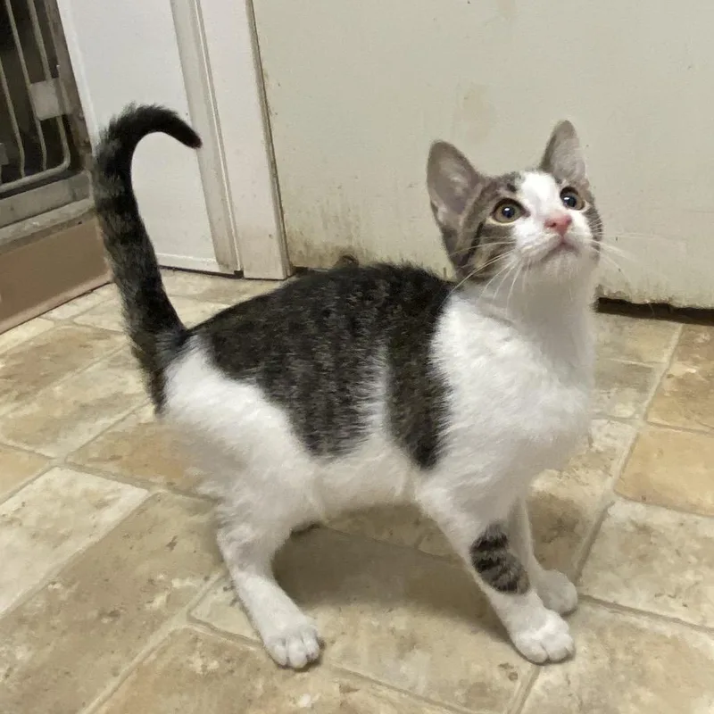 A baby small-sized male White Domestic Short Hair cat named Lucky for adoption in Monroe, LA